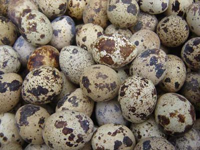 鹌鹑蛋