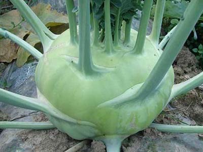 球茎甘蓝